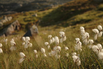 field of  cotton flowers