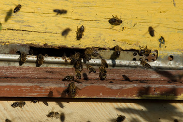 bee coming out of hive