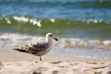 The Baltic coast was visited by a seagull