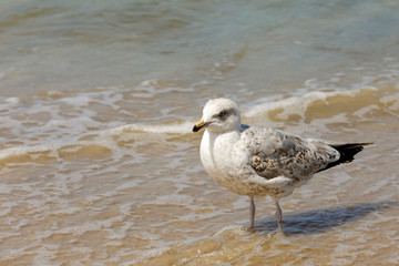 The bird stopped and looked