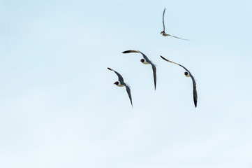 Laughing Gulls with Common Tern