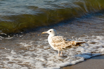The seagull is standing and waiting