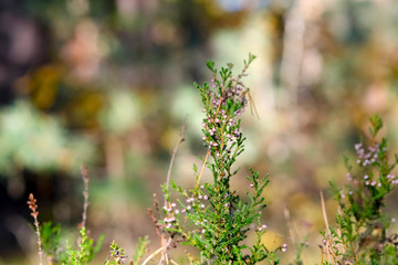 There is a heather twig in the forest.