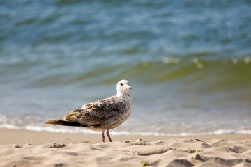 There is a water bird on the sandy beach