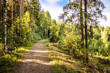 a walk through the wonderful Swedish nature