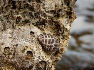 Texture of dead corals. Coral extinction, eco disaster concept.