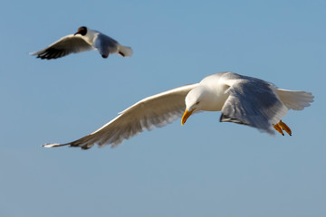 Two sea gulls on flight are looking for food