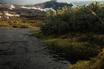 close up of the moss near lake