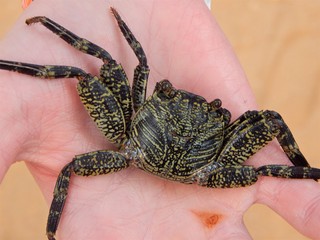  Dark striped crab in the boy's palm with a wound