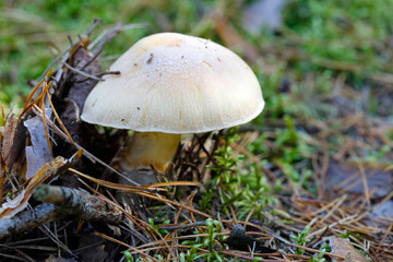 Wild  mushroom grows in a forest