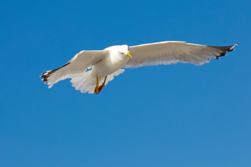 Wild bird on flight