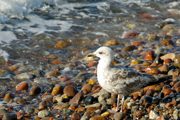 Wild bird observed on a wild beach
