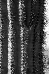 Cactus Pleats