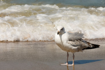 A seagull is standing and observing