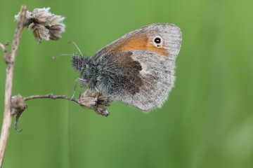  Kleine Wiesenvögelchen