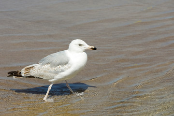 Fototapeta premium A seagull is walking on shallow water