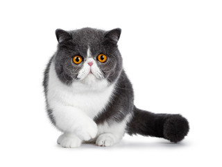 Blue with white young Exotic Shorthair cat, standing / walking facing front. Looking curious...