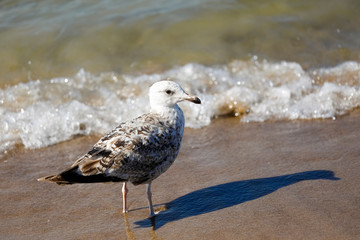 A seagull poses on the sea shore