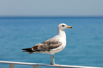 A seagull stands on the handrail and observes
