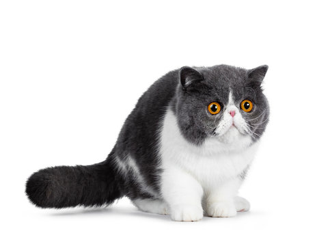 Cute blue with white young Exotic Shorthair cat, standing side ways. Looking curious straightahead beside lens with amazing round orange eyes. Isolated on white background. Tail behind body.