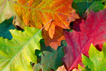 Naklejka na ściany i meble Autumn colors shown on the leaves