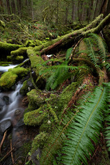 Naklejka premium Olympic National Park, WA, USA. 