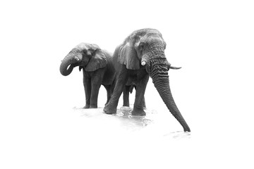 Artistic, black and white, close up photo of two African Bush Elephants, Loxodonta africana, low angle photo of drinking elephants , isolated on white background. - Powered by Adobe