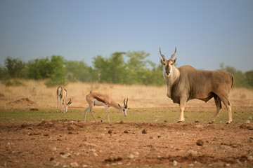 Naklejka na ściany i meble Huge Eland antelope,Taurotragus oryx, male with twisted horns staring at camera in typical arid environment of Etosha national park. Wildlife photography, Namibia.