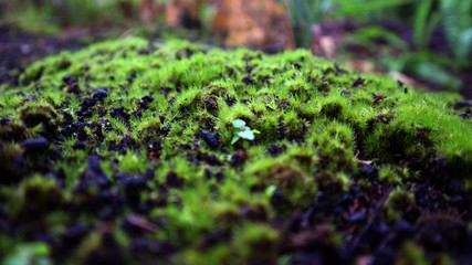 green grass of borneo