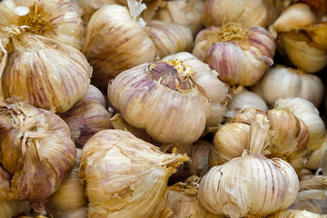 Garlic bulbs