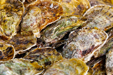 Fresh oysters formed a background
