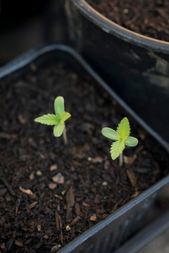 Cannabis plant seedlings outdoors