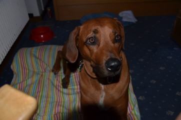 Rhodesian Ridgeback