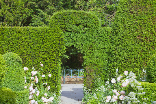 Garden path between pink roses, topiary plants through arch in the trimmed hedge leading to a blue metal bench .