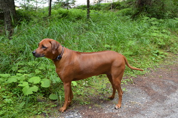 Rhodesian Ridgeback