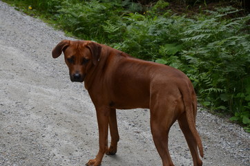 Rhodesian Ridgeback