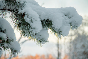 snowy pine branch in winter with suny background