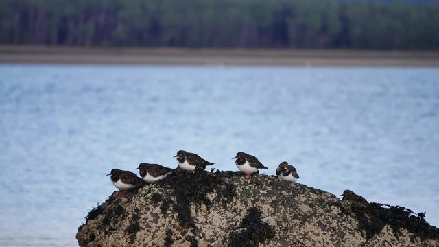 A small flock of Turnstones (  Arenaria interpres ) on a rock at Loch Fleet Nature Reserve Sutherland Scotland UK