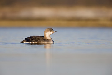 Fototapeta premium A black-throated loon (Gavia arctica) in winter plumage swimming and foraging in a pond in the city Utrecht the Netherlands.