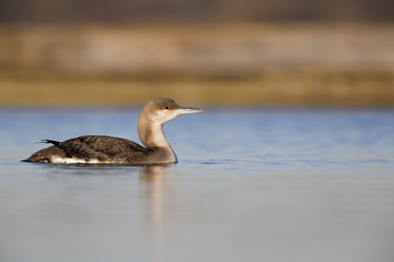 A black-throated loon (Gavia arctica) in winter plumage swimming and foraging in a pond in the city Utrecht the Netherlands.