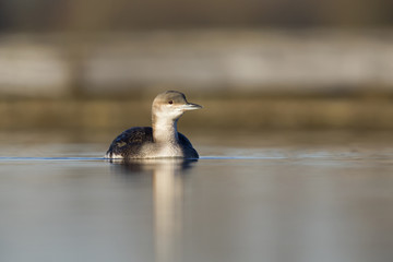 A black-throated loon (Gavia arctica) in winter plumage swimming and foraging in a pond in the city Utrecht the Netherlands.
