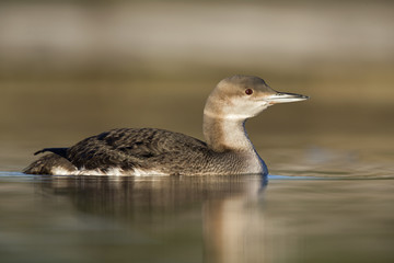 A black-throated loon (Gavia arctica) in winter plumage swimming and foraging in a pond in the city Utrecht the Netherlands.