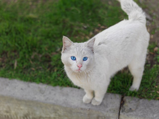 Naklejka na ściany i meble cat with blue eyes