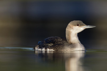 A black-throated loon (Gavia arctica) in winter plumage swimming and foraging in a pond in the city Utrecht the Netherlands.