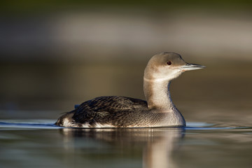 A black-throated loon (Gavia arctica) in winter plumage swimming and foraging in a pond in the city Utrecht the Netherlands.