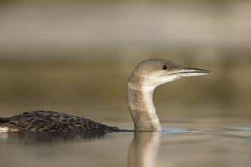 A black-throated loon (Gavia arctica) in winter plumage swimming and foraging in a pond in the city Utrecht the Netherlands.