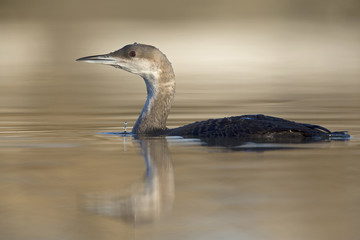 A black-throated loon (Gavia arctica) in winter plumage swimming and foraging in a pond in the city Utrecht the Netherlands.