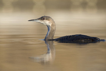 A black-throated loon (Gavia arctica) in winter plumage swimming and foraging in a pond in the city Utrecht the Netherlands.