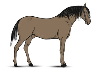 Horse illustration isolated on white background
