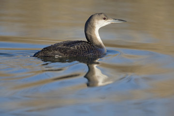 A black-throated loon (Gavia arctica) in winter plumage swimming and foraging in a pond in the city Utrecht the Netherlands.